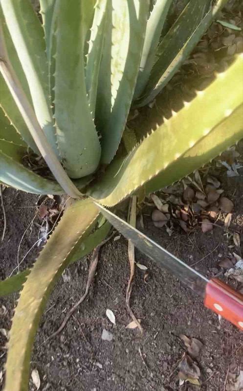 Cutting real aloe vera