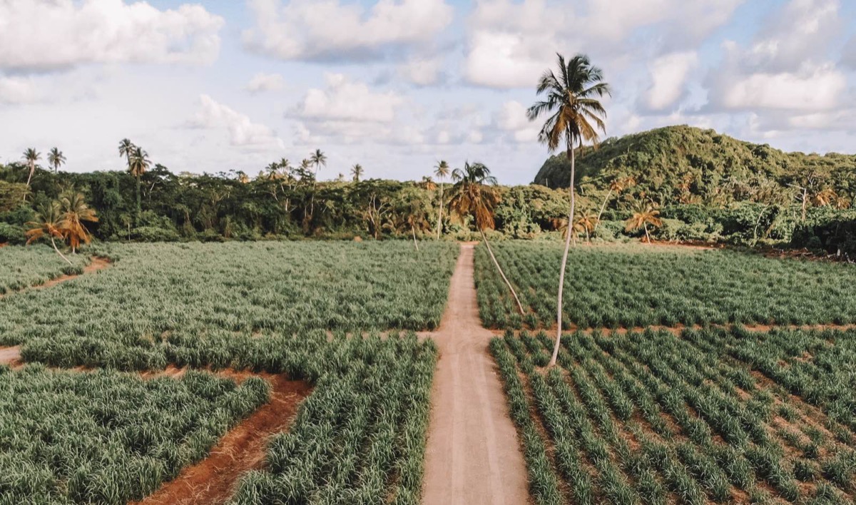 Drone view of Grenada cane fields