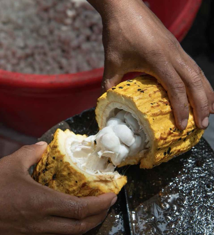 Locally grown cocao