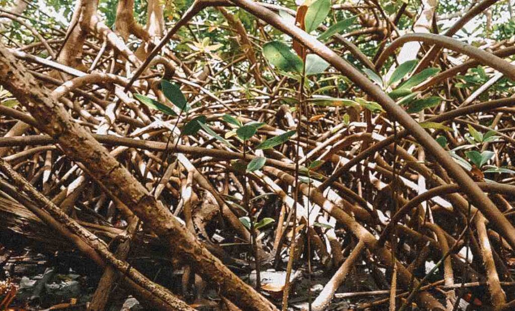 Mangroves in Greanda